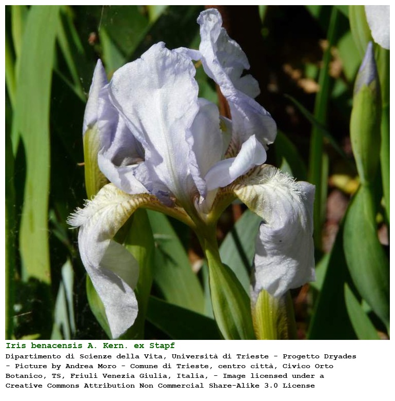 Iris benacensis A. Kern. ex Stapf